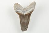Cretaceous Ginsu Shark (Cretoxyrhina) Tooth - Kansas #203318-1